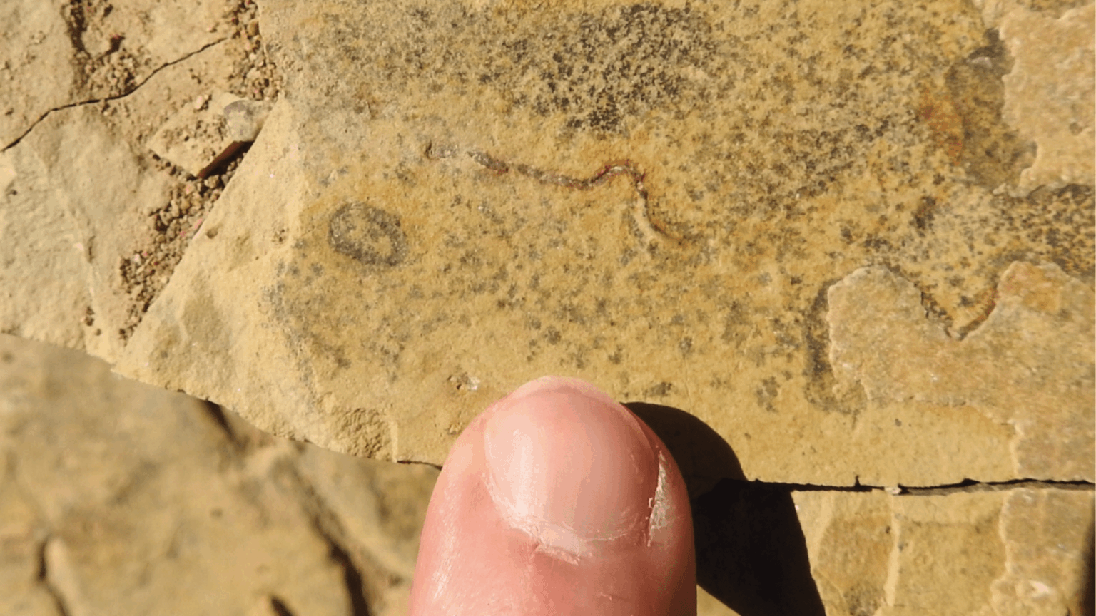 Scientists May Have Been Wrong About Earth’s Oldest Animal This Whole Time