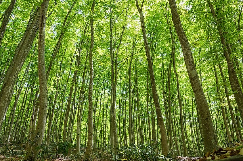 Bijin Bayashi Forest Beech forest in Niigata Prefecture, Japan