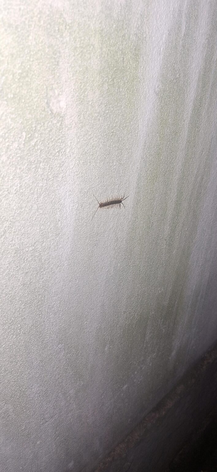 Can anyone tell me what species of centipede this is?