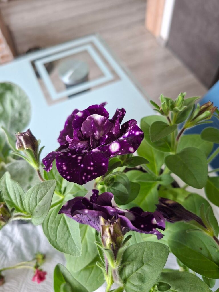 A day of enchantment with plants at the Faculty of Agriculture