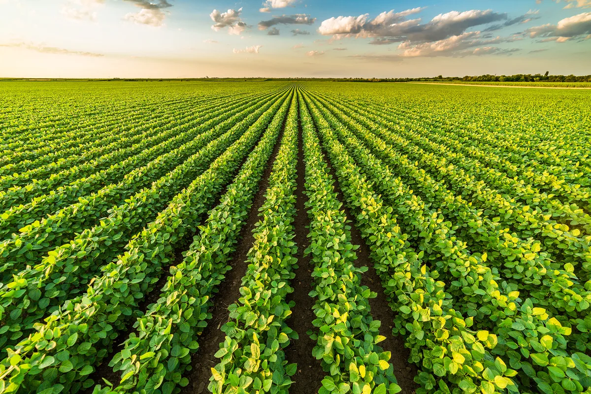 A field of soy bean plants in rows