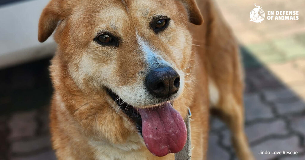 Dog Rescued From a Meat Truck in South Korea is Still Waiting for a Perfect Home