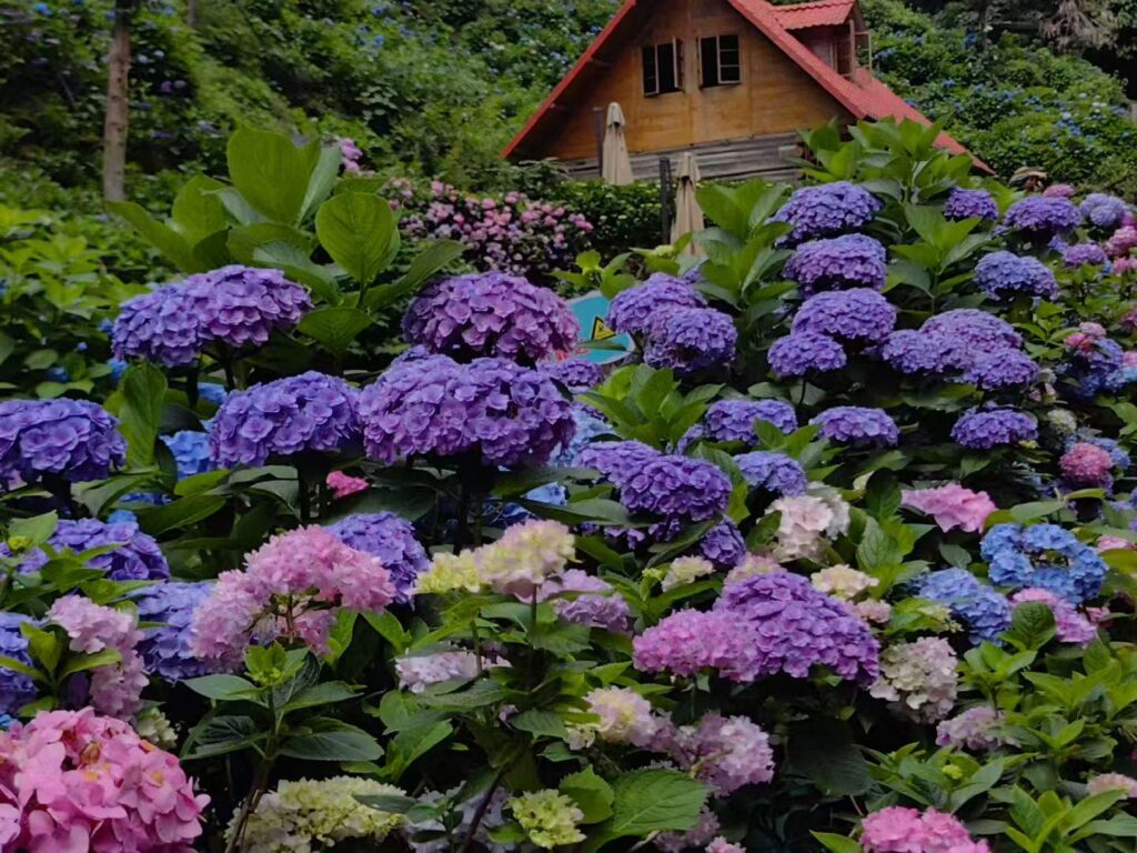 A wild floral adventure