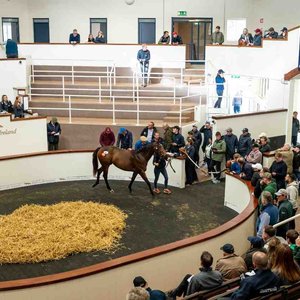 Sale Preview: Tattersalls Ireland Breeze-Up Sale | Topics: Tattersalls Ireland