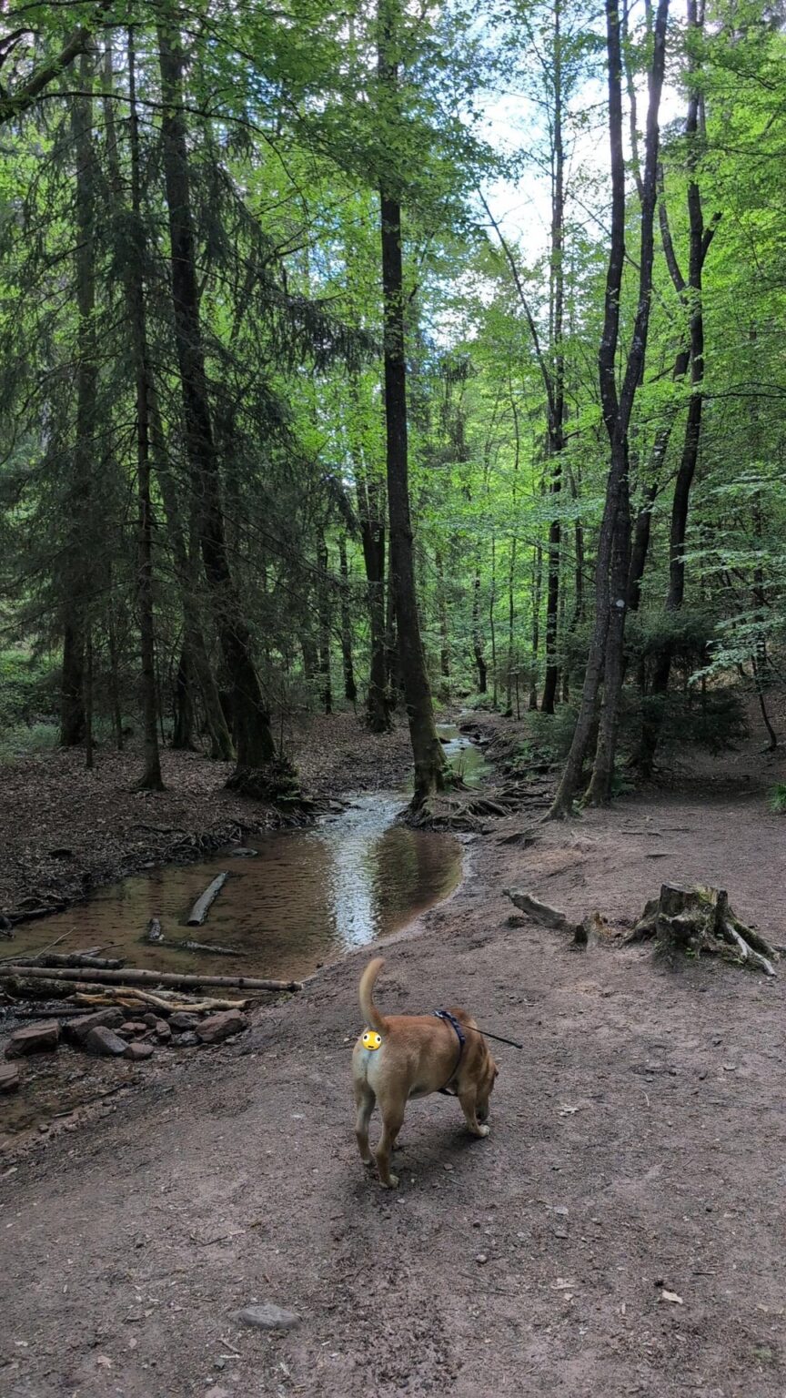 PFALZ WALD is astonishing
