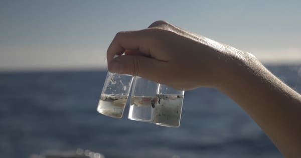 All-female global voyage mapping plastics sets sail in NZ All-female global voyage mapping plastics sets sail in NZ
