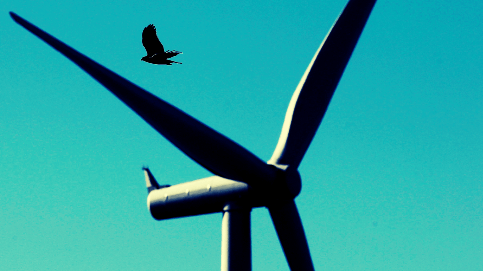 The Odd Plan Scientists Have to Prevent Birds From Exploding Mid-Flight
