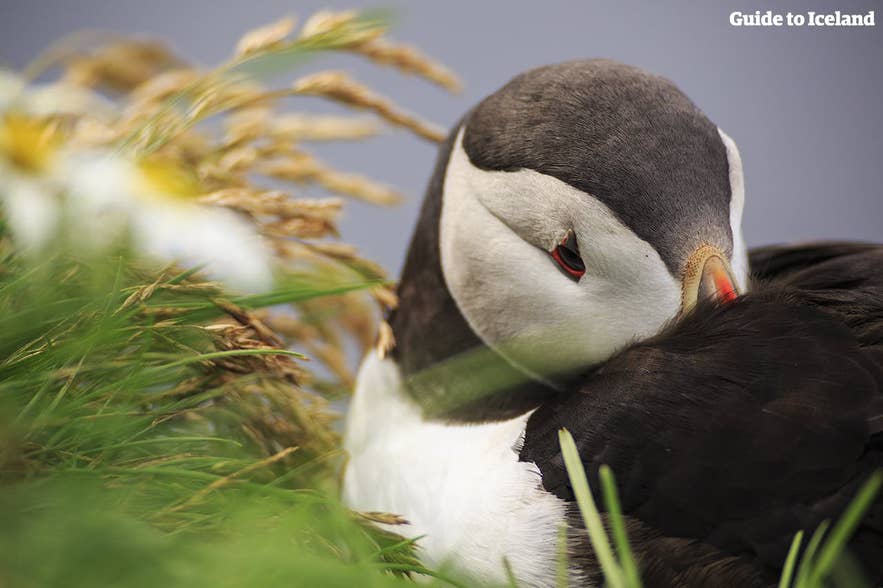 A puffin rests among grass, showcasing Iceland in August’s wildlife and natural beauty. A puffin rests among grass, showcasing Iceland in August’s wildlife and natural beauty.