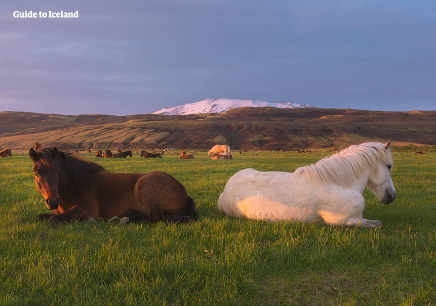 Icelandic horses rest on a lush green field at sunset, making it a must-see in Iceland in August. Icelandic horses rest on a lush green field at sunset, making it a must-see in Iceland in August.