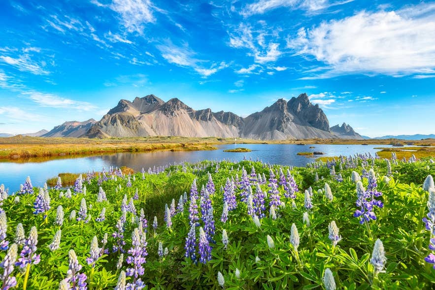 Lupines bloom by a calm lake with Vestrahorn mountain in the background under a bright blue sky in Iceland. Lupines bloom by a calm lake with Vestrahorn mountain in the background under a bright blue sky in Iceland.