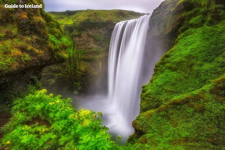 Skogafoss Waterfall cascades into a misty pool surrounded by lush green moss and plants in Iceland. Skogafoss Waterfall cascades into a misty pool surrounded by lush green moss and plants in Iceland.