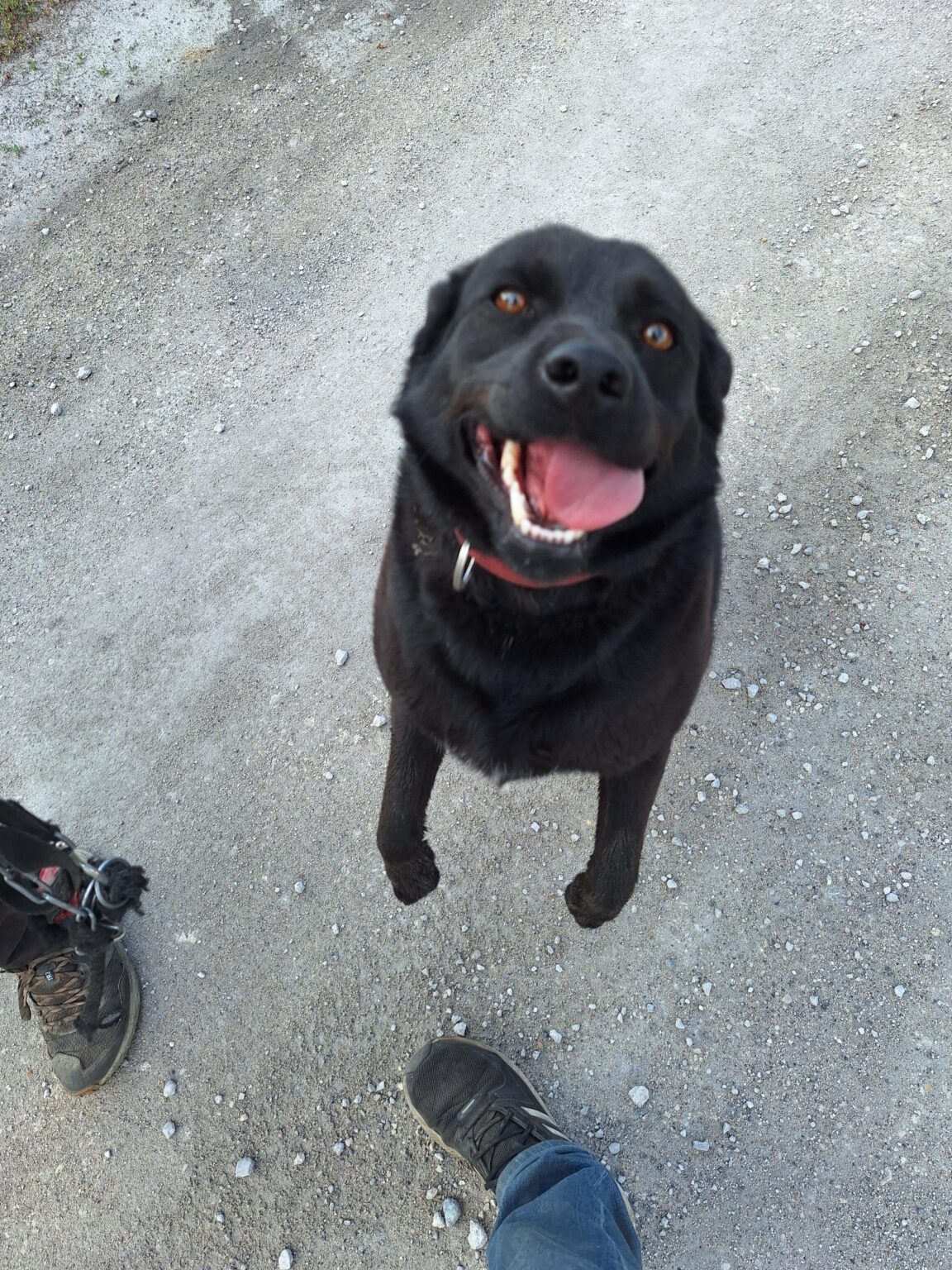 Dad's dog. I love her very much.
