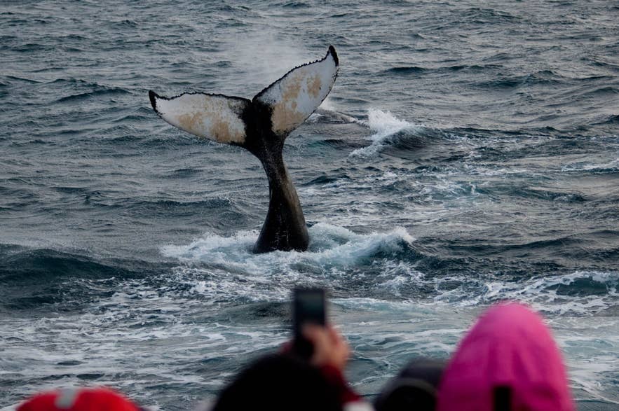 Humpback whale tail splashing during a whale watching tour in Reykjavik.