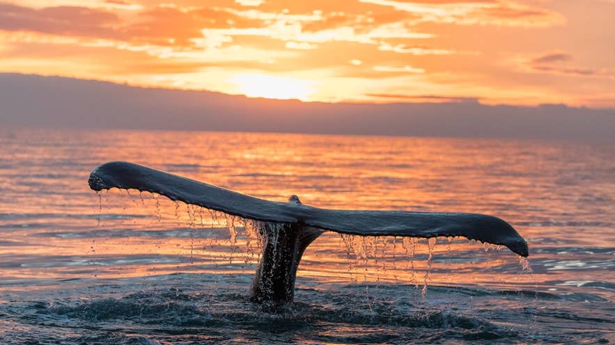 Whale tail at sunset with golden light on ocean waves near Reykjavik.