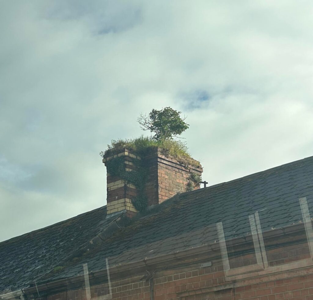 Shout out to my favourite tree in Cavan town
