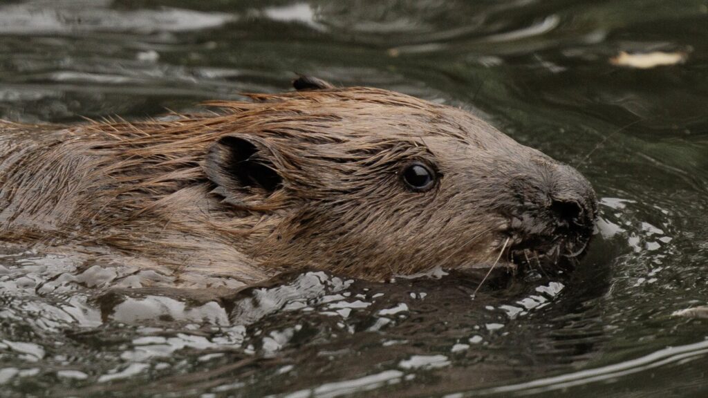 Beavers act as climate change warriors in Britain : State of the World from NPR : NPR Beavers act as climate change warriors in Britain : State of the World from NPR : NPR