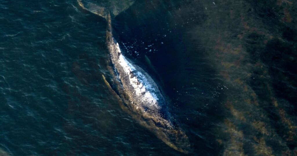 Carcass of Timmy the humpback whale brought to shore in Denmark Carcass of Timmy the humpback whale brought to shore in Denmark