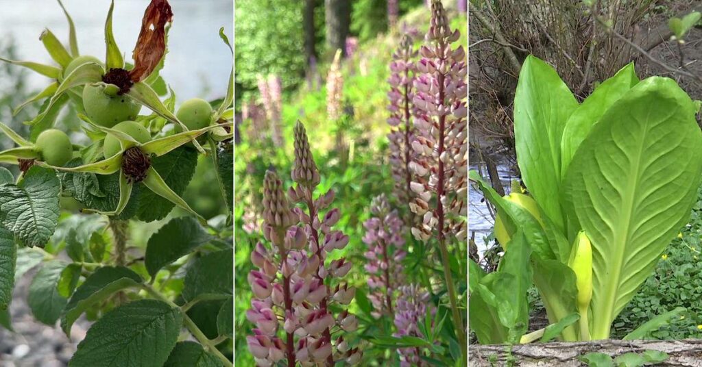 34 new species are to be eradicated - a new national regulation is being introduced today