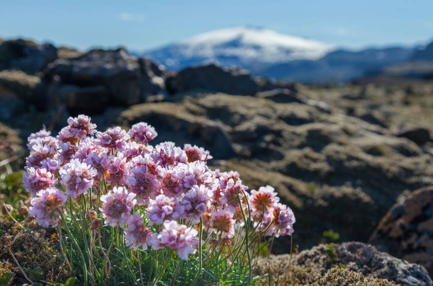 Sea thrift flowers in bloom with a snow-capped mountain in the background in Iceland in late May.