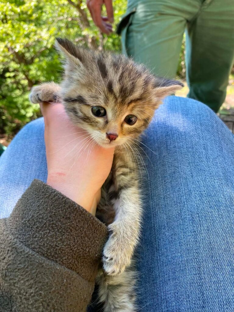 An orphaned wild cat was rescued in Börzsöny