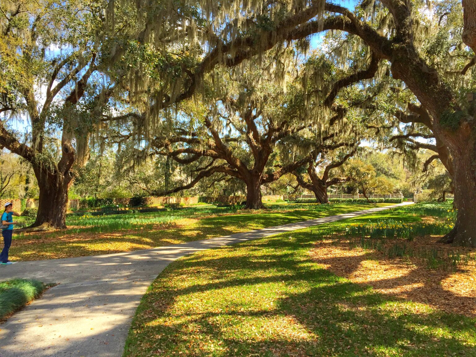 Live Oaks in SC
