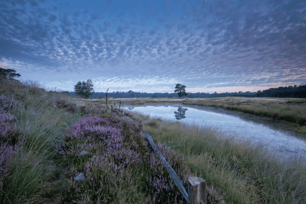Heather Season Netherlands