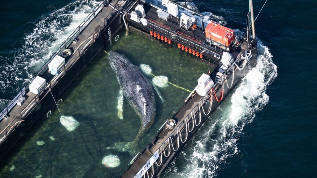 Humpback whale released after spectacular rescue effort found dead off Denmark Humpback whale released after spectacular rescue effort found dead off Denmark