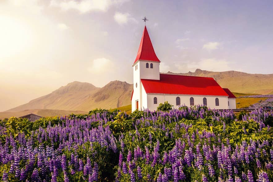 Choose light layers for what to wear in Iceland in June while exploring lupine fields near the iconic red-roof church in Vik. Choose light layers for what to wear in Iceland in June while exploring lupine fields near the iconic red-roof church in Vik.