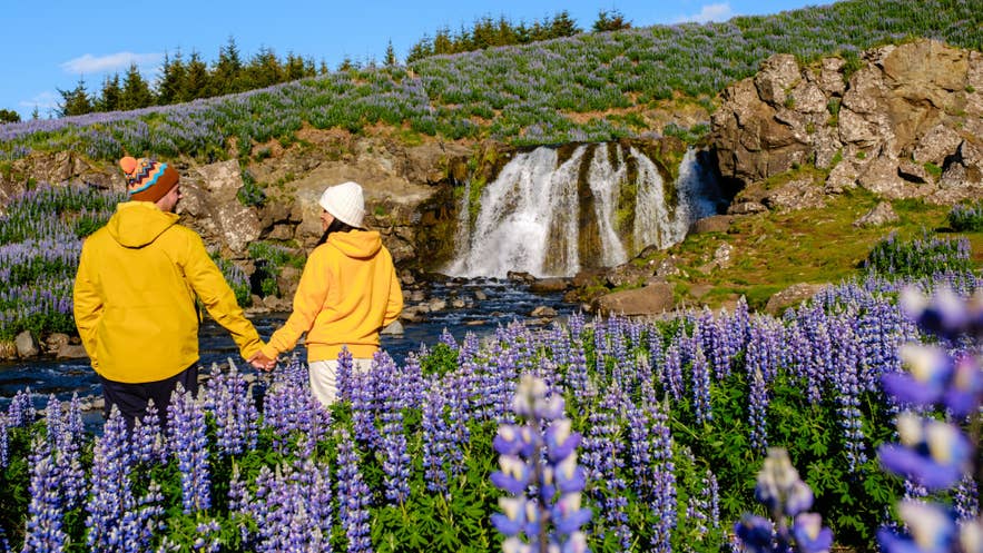 Couple in jackets by a small waterfall and lupine fields in Iceland, showing practical layers and what to wear in Iceland outdoors. Couple in jackets by a small waterfall and lupine fields in Iceland, showing practical layers and what to wear in Iceland outdoors.