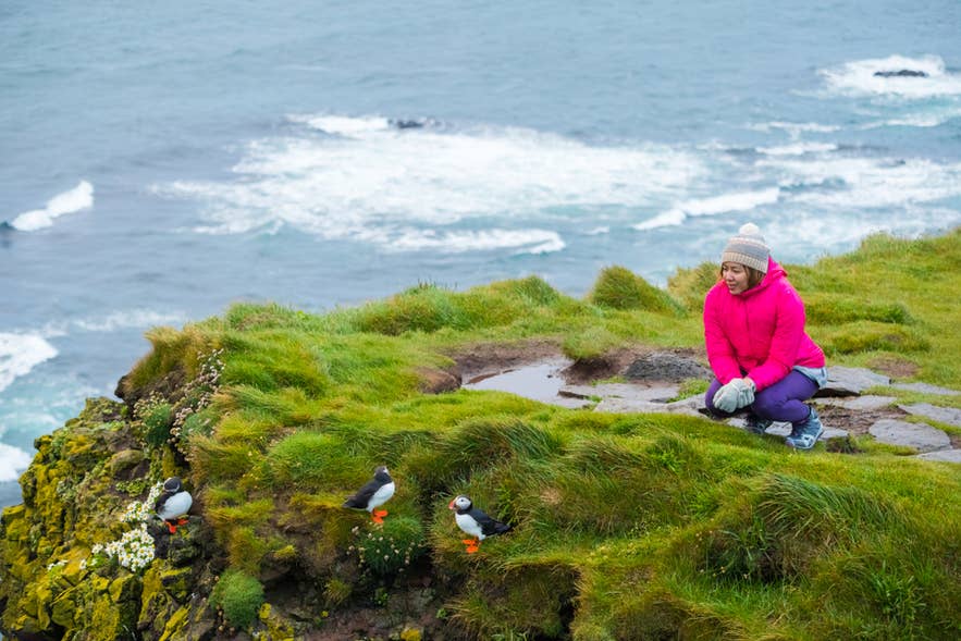 Watching puffins in Iceland, this traveler shows what to wear in Iceland for chilly coastal hikes in spring. Watching puffins in Iceland, this traveler shows what to wear in Iceland for chilly coastal hikes in spring.