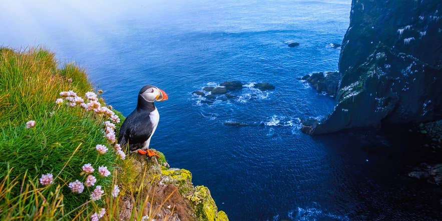 Choose windproof layers for what to wear in Iceland in spring when visiting cliffs and sea paths to see puffins up close. Choose windproof layers for what to wear in Iceland in spring when visiting cliffs and sea paths to see puffins up close.