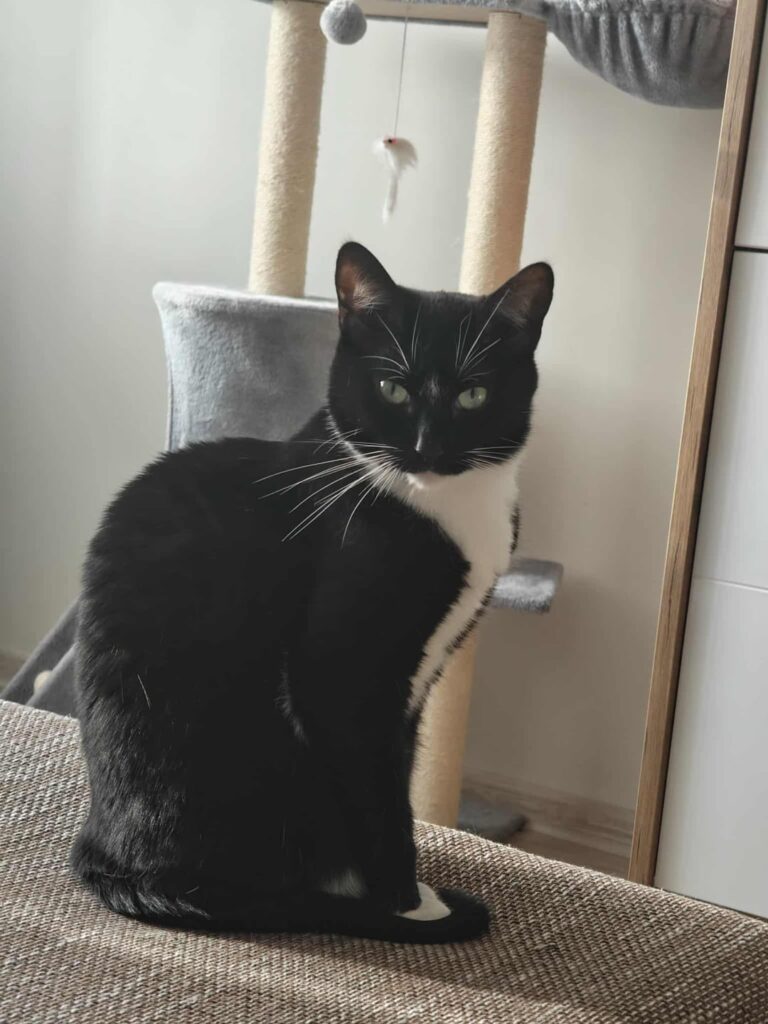 Cat urinating out of place. Cat urinating out of place.