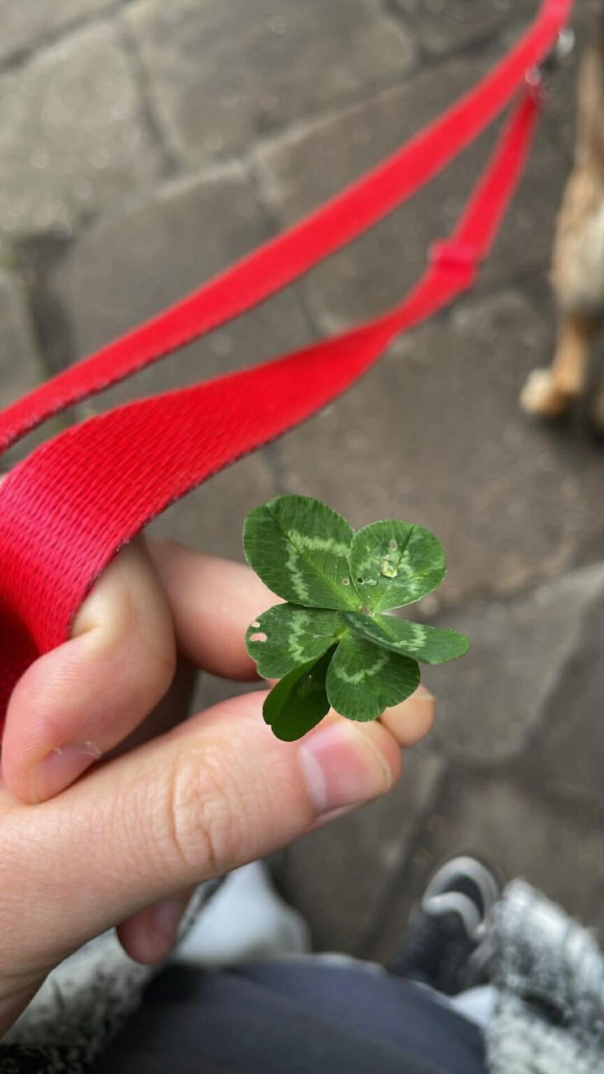 I found a 6-leaf clover