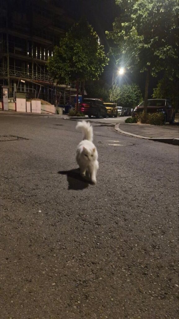 Fluffy white cat on Rue Auguste Neyen Fluffy white cat on Rue Auguste Neyen