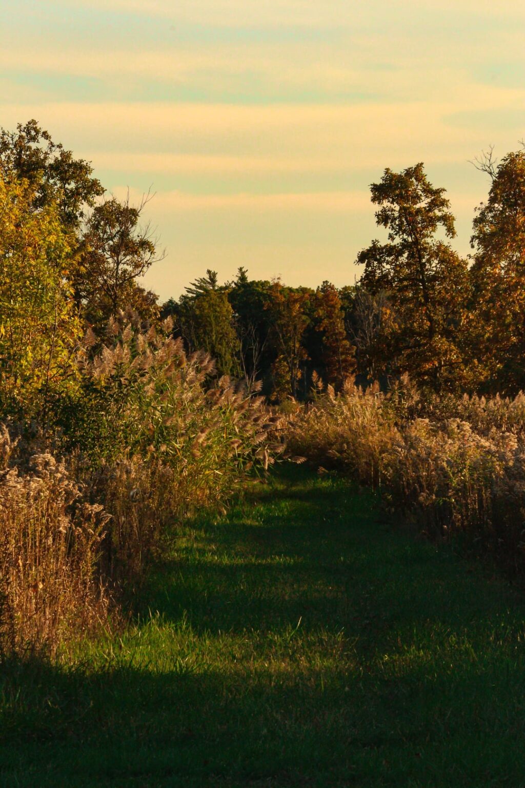 Walking Ina forest preserve hits different