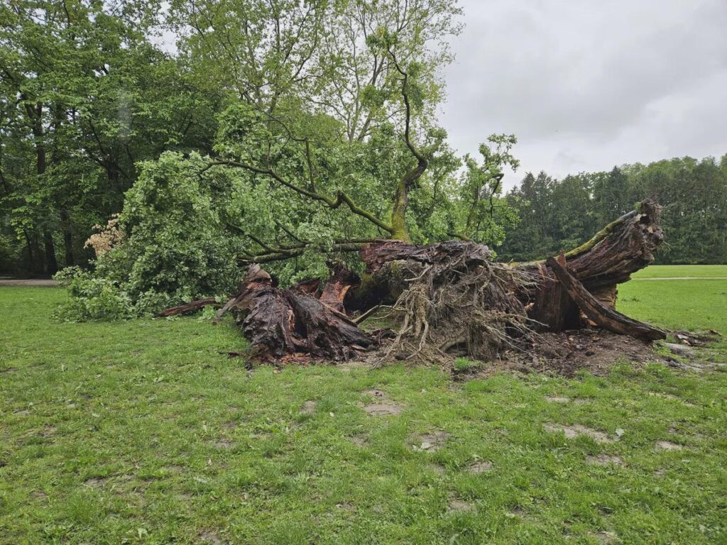 PHOTO / The legendary "Dedek" tree perished in a storm: The storm destroyed the 600-year-old symbol of Zagreb