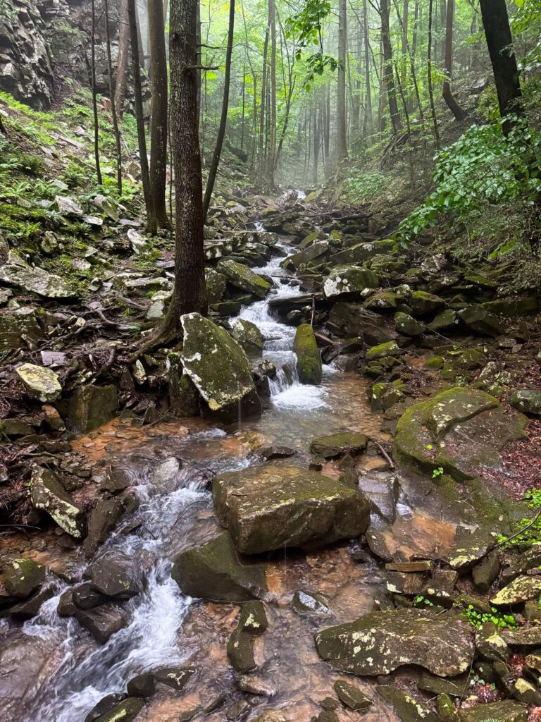 Beautiful gloom on the Cumberland Plateau
