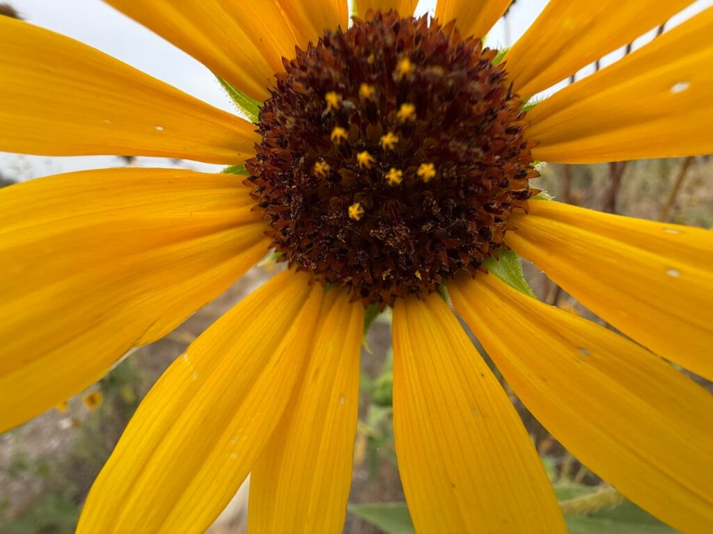 Wild Flowers