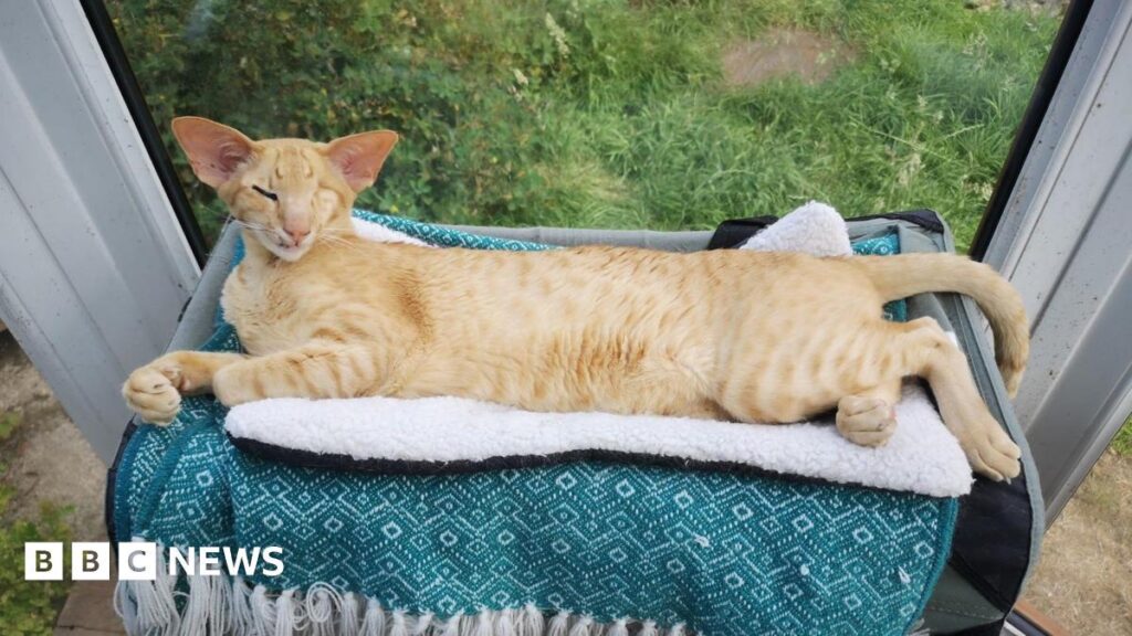 'I had to pay £14,000 in vets fees after my cat was run over'
