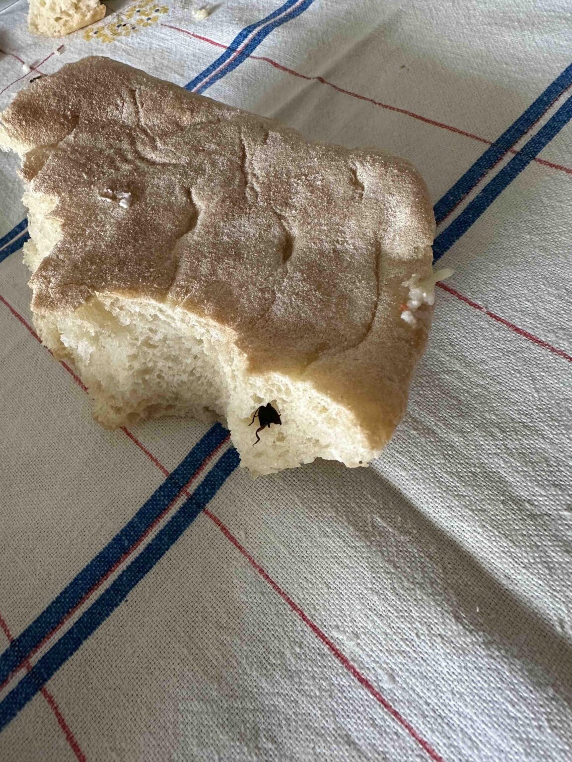 A cockroach in a restaurant bun A cockroach in a restaurant bun