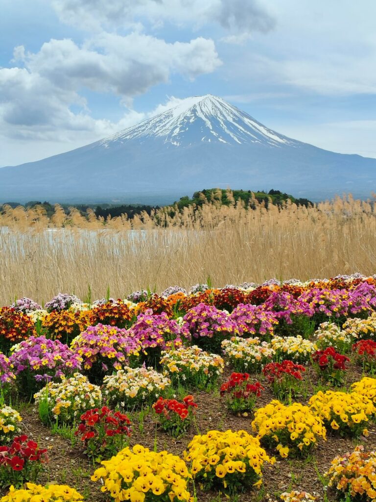 Mt. Fuji & Oishi Park