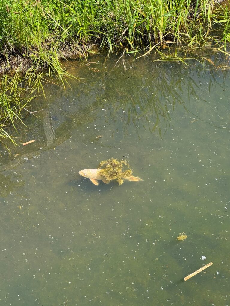 Who can i contact to get this fish out? It doesn‘t belong here.