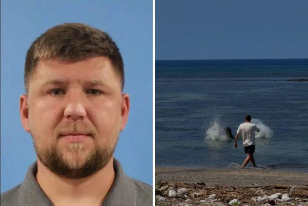 Tourist who threw rock at seal "devastated" at backlash