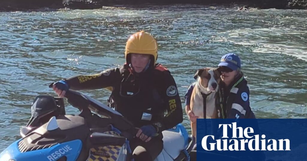 Not a paw swimmer: dog rescued from island off Australian coast after being swept into ocean | NSW south coast
