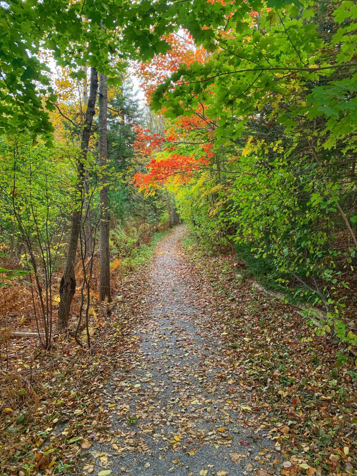 My daily walking route