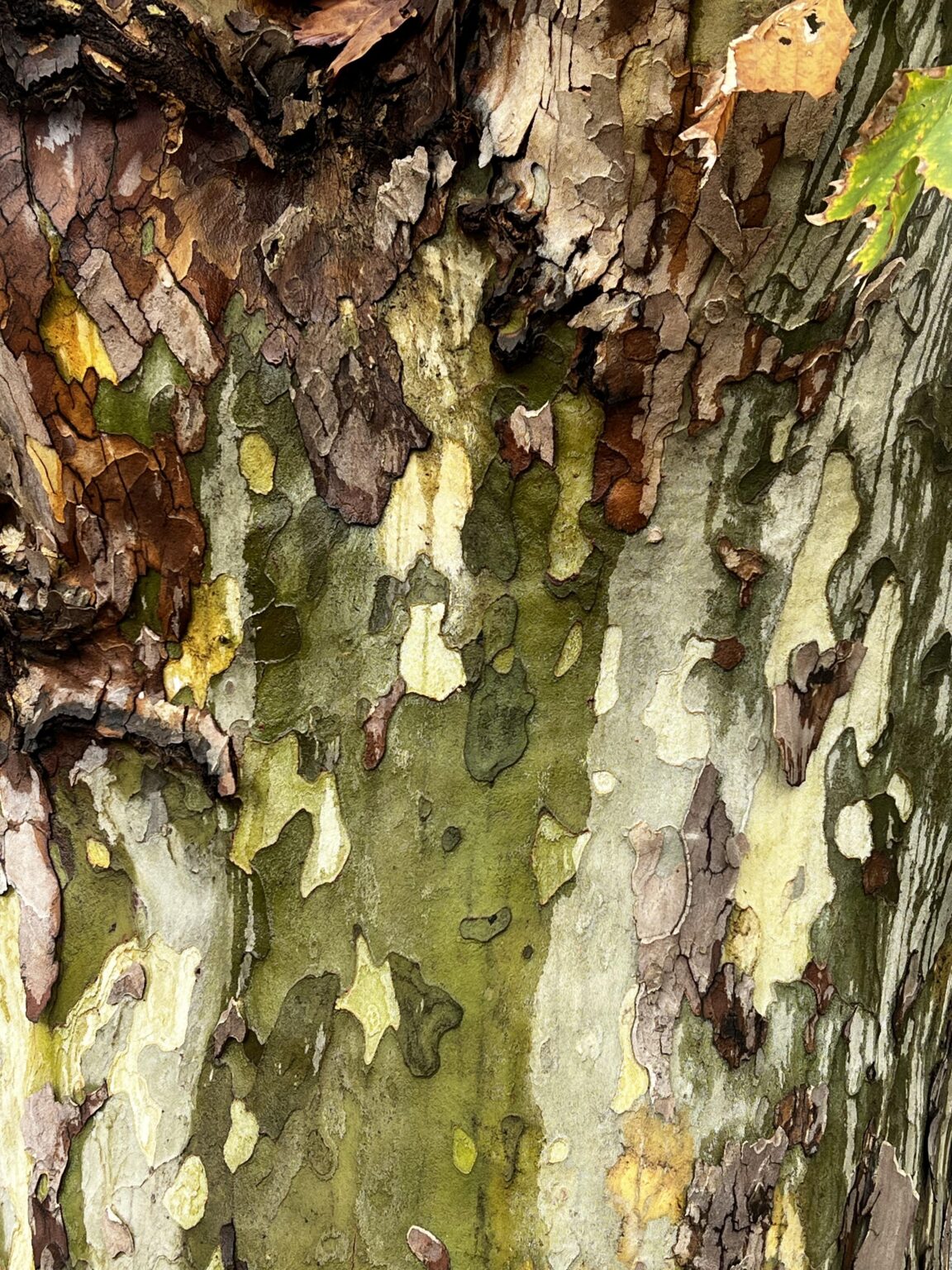 Autumn in Sydney could be an impressionist painting, like this London Plane tree’s bark