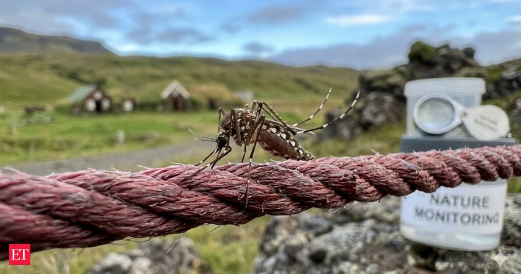 Iceland mosquito discovery explained: The one country on Earth with no mosquitoes has finally lost that title
