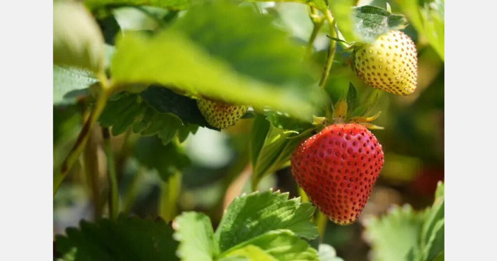 Sweden: Using fungi from wild strawberries as part of the strategy to create healthier strawberry plants