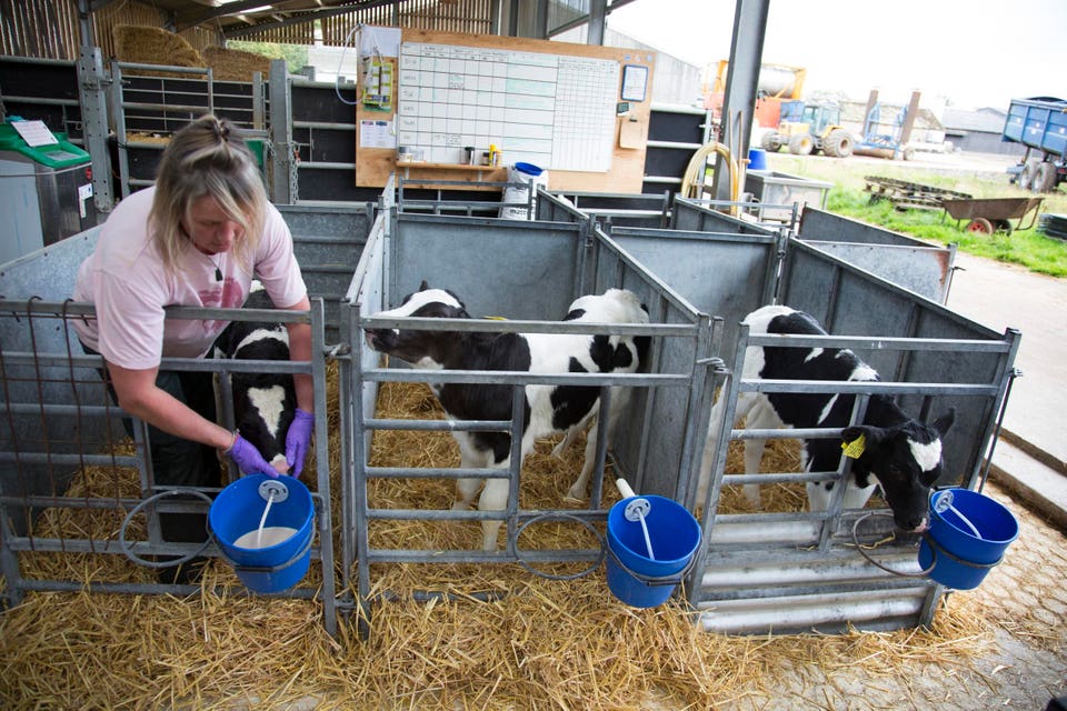 Life On A Dairy Farm The Closed Herd