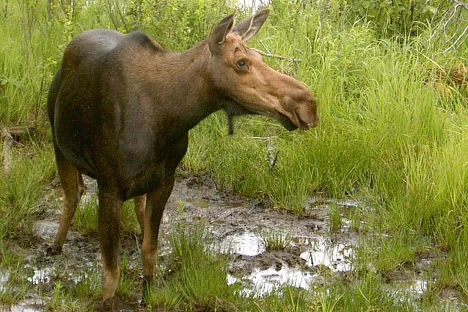Moose Are Returning to Germany After 400 Years Moose Are Returning to Germany After 400 Years